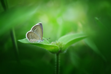 Beautiful Butterfly with Lovely Surrounding - Amazing Macro Photo Series