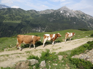Fototapeta na wymiar Cows in Alps