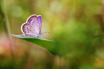 Beautiful Butterfly with Lovely Surrounding - Amazing Macro Photo Series