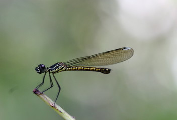 close up of a dragonfly