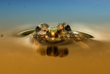 frog in water