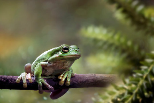 Cute Dumpy Frog - Amazing Macro Amphibian Photo Series
