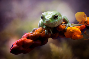 Cute Dumpy Frog - Amazing Macro Amphibian Photo Series