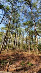 trees in the german forest in spring