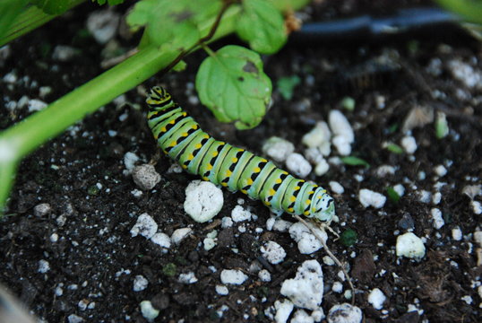 Caterpillar reaching for a stem