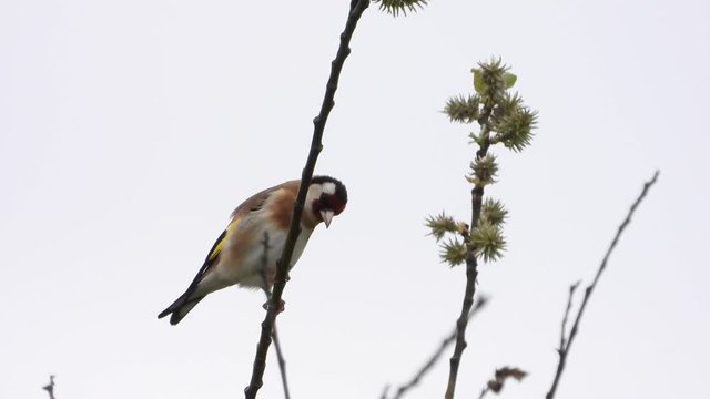 Stieglitz&nbsp;(Carduelis carduelis) singt