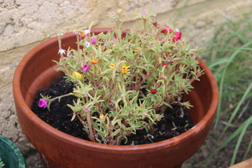 Colourful flowers growing in a pot in a garden
