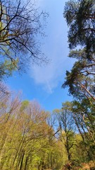 Looking up view with trees and blue spring sky
