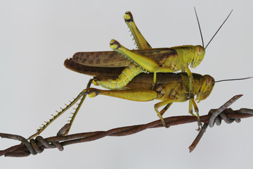 grasshopper on the ground