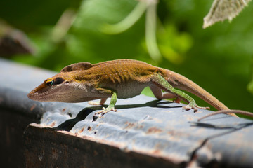 Anolis carolinensis