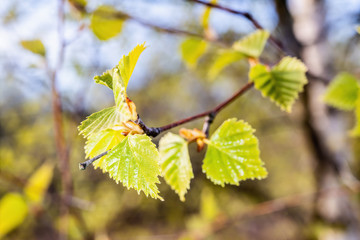 Birch branch with green leaves in spring