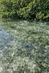 Caribbean transparent water and mangroves on top of the ocean during a summer day 