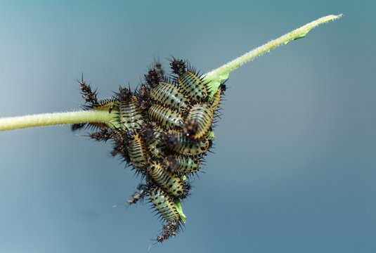 macro of a caterpillar