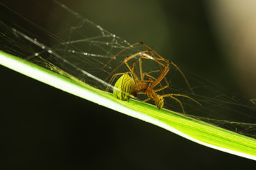 spider on a leaf