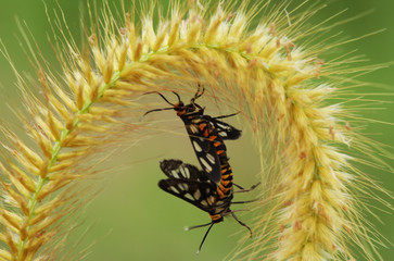 Insect Matting