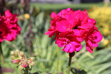 pink geranium flower in the garden springtime new york long island 