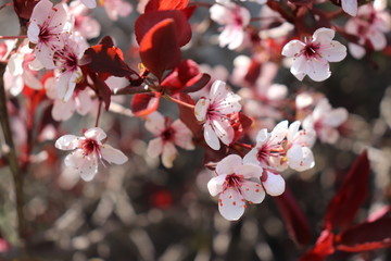 purple leaf plum tree in focus with more in foreground springtime long island new york