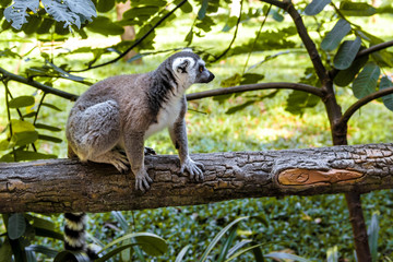 Fototapeta premium Little funny lemurs play on the branches.