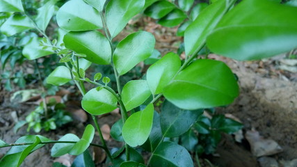 green beans growing in the garden