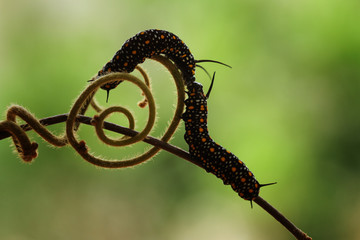 caterpillar on a branch