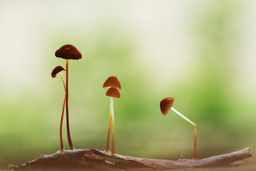 mushroom in the forest
