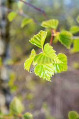 Birch branch with green leaves in spring