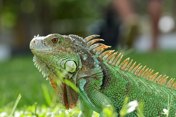 iguana on grass