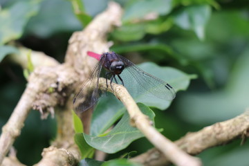 Dragonfly on a branch