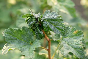 Currant.  Close-up of currant leaves struck by illness. Currant leaf twisting due to aphids.