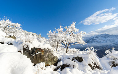 Snow covered trees and rocks in Mugu of Nepal. Heavy snowfall is common in high altitudes of Himalayas. Weather opened up nicely after snow. 