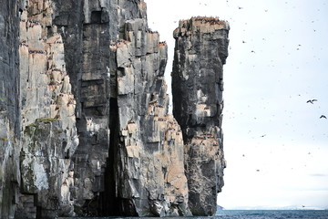 Guillemot. A family of birds on the rocks of the Svalbard archipelago.