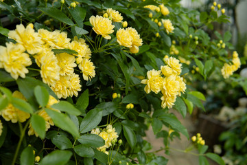 庭の黄色いモッコウバラ／Rosa banksia