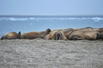 Walrus rookery on the rocky shore of the Svalbard archipelago.