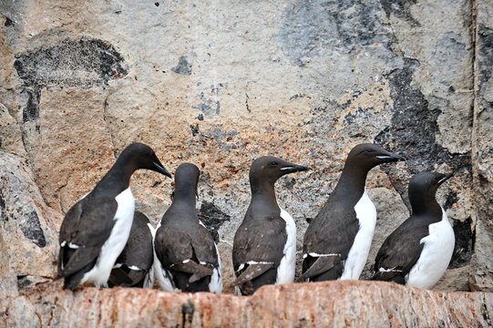 “Aquatic Birds” Images – Browse 184,751 Stock Photos, Vectors, and