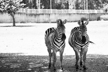 pair of black and white zebras