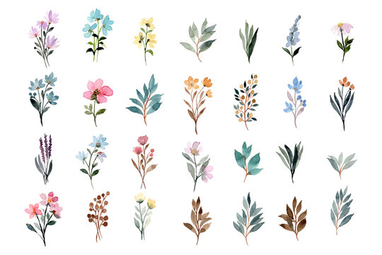 wild floral watercolor element collection