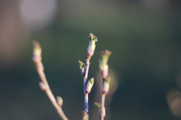 Blackcurrant shoot in early spring with with Helios objective.