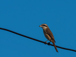 Brown Shrike (Lanius cristatus) is a medium-sized shrike with a black facial mask.