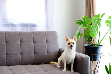 The puppy is sitting on the sofa with green trees.