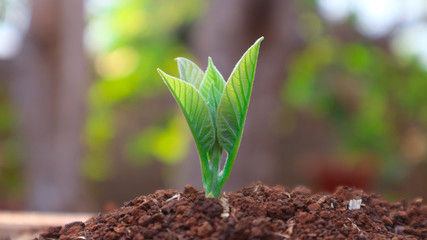 Avocado seedlings growing in the morning sunshine	