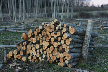 Felled and stacked trees for firewood production