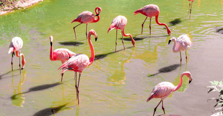 beautiful pink flamingos stand on the same foot.