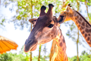 long-necked giraffe, beautiful spotted, amazing beast.