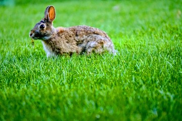 A Hungry Bunny