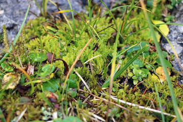 View of beautiful mountain vegetation on a rainy autumn morning. Selective focus.