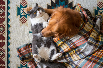 Golden Retriever and British Shorthair cat hug under blanket