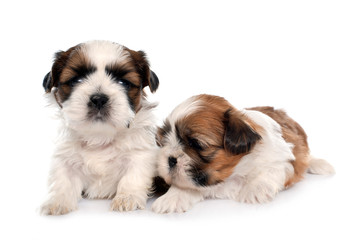 two puppy shitzu