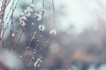 Peach Tree Blossom, Flower Background; Vintage style