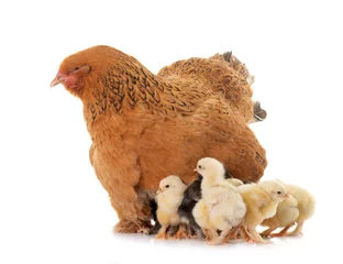 Fotobehang brahma chicken and chicks © cynoclub