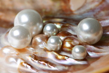 Natural pearls inside the oyster shell
